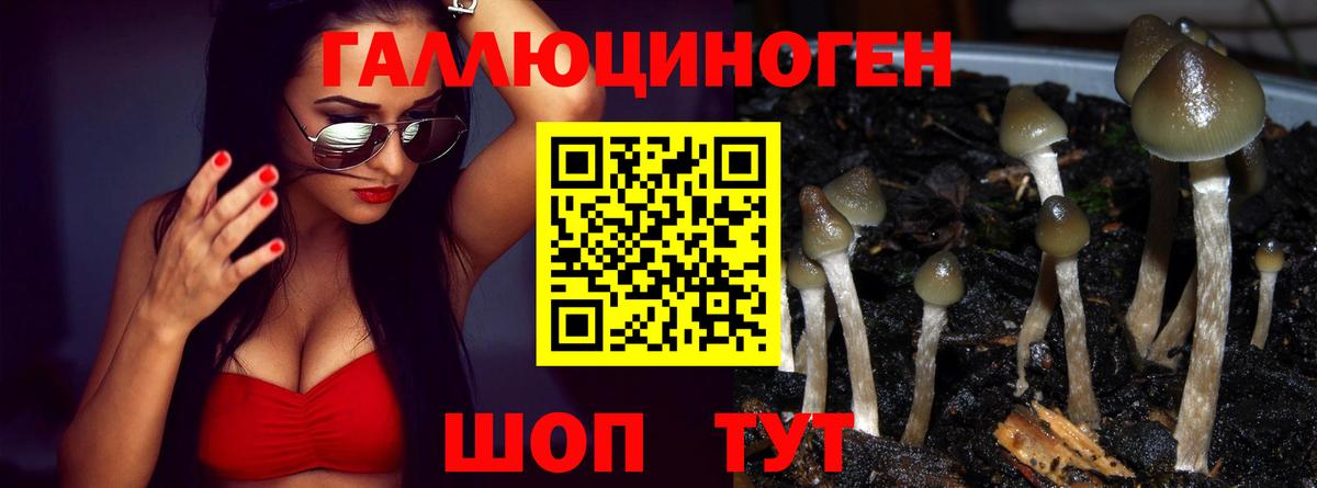 Горно-Алтайск  Псилоцибиновые грибы Psilocybine cubensis  Вход с VPN 
